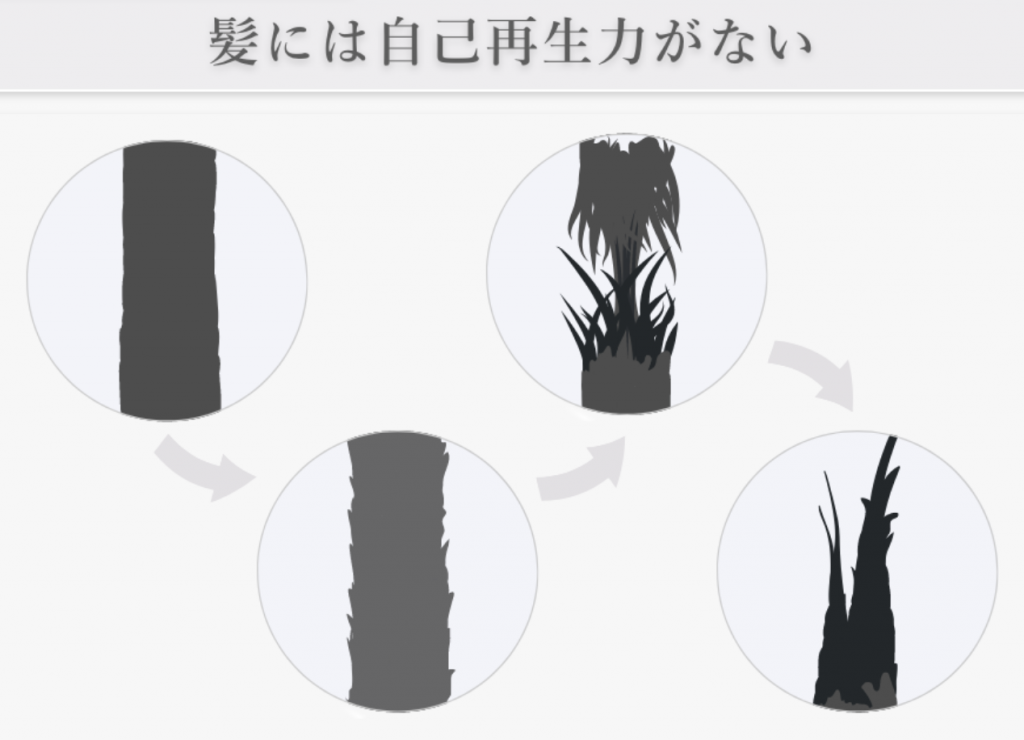 髪は死滅細胞で出来ているため自己再生できません