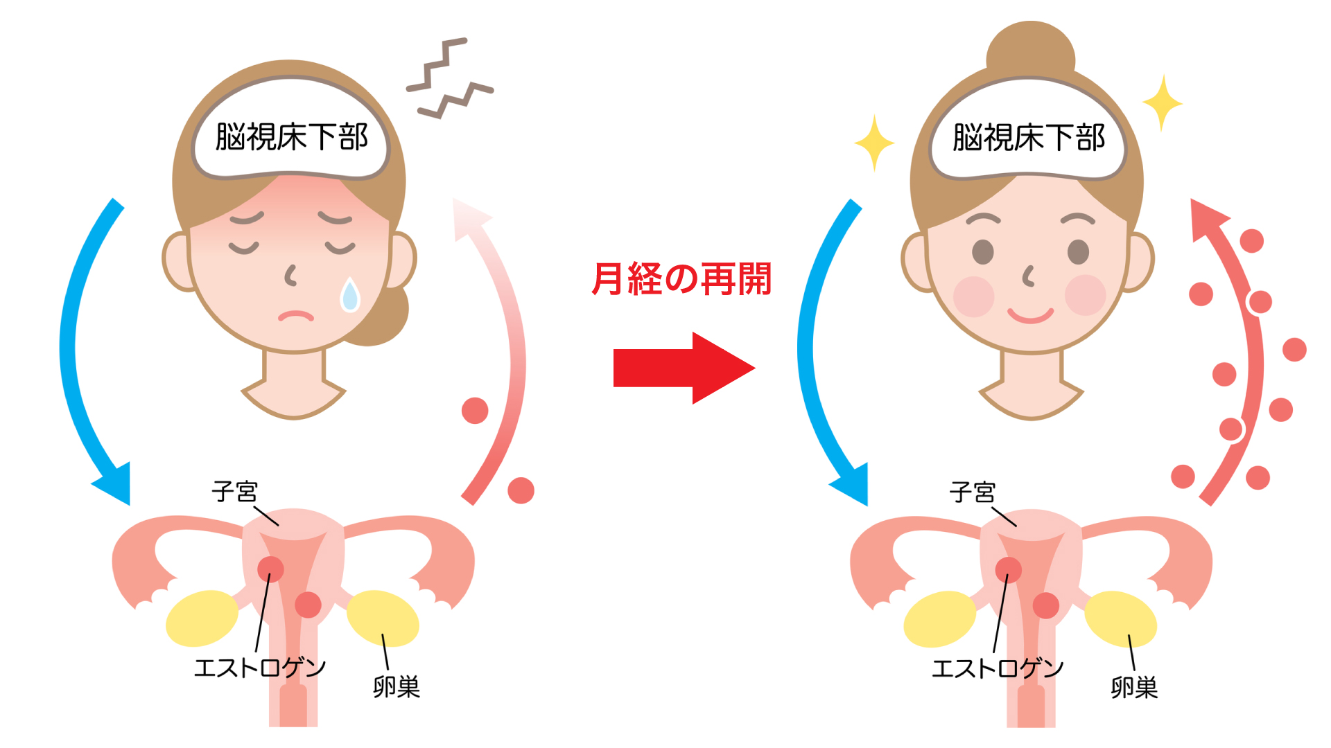 産後、月経の再開でエストロゲンがまた分泌される