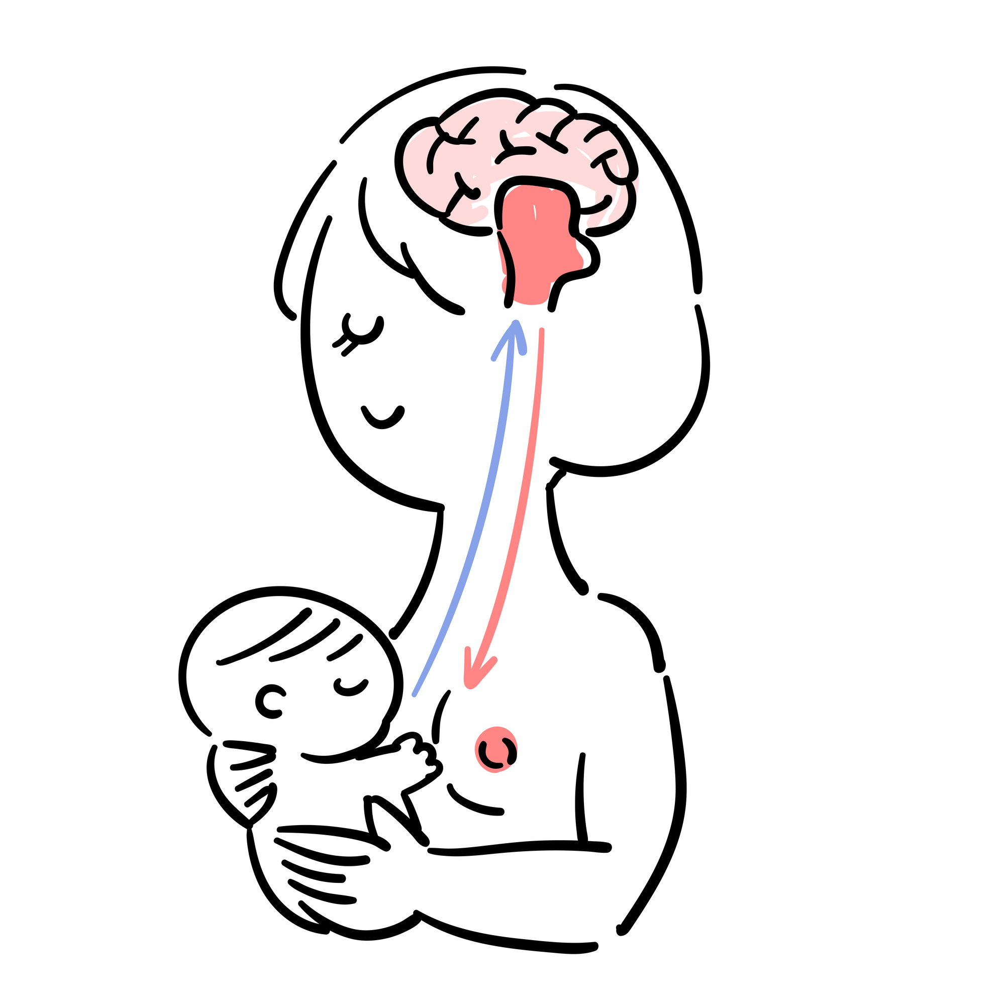 プロラクチンが乳腺を発達させて母乳が作られる