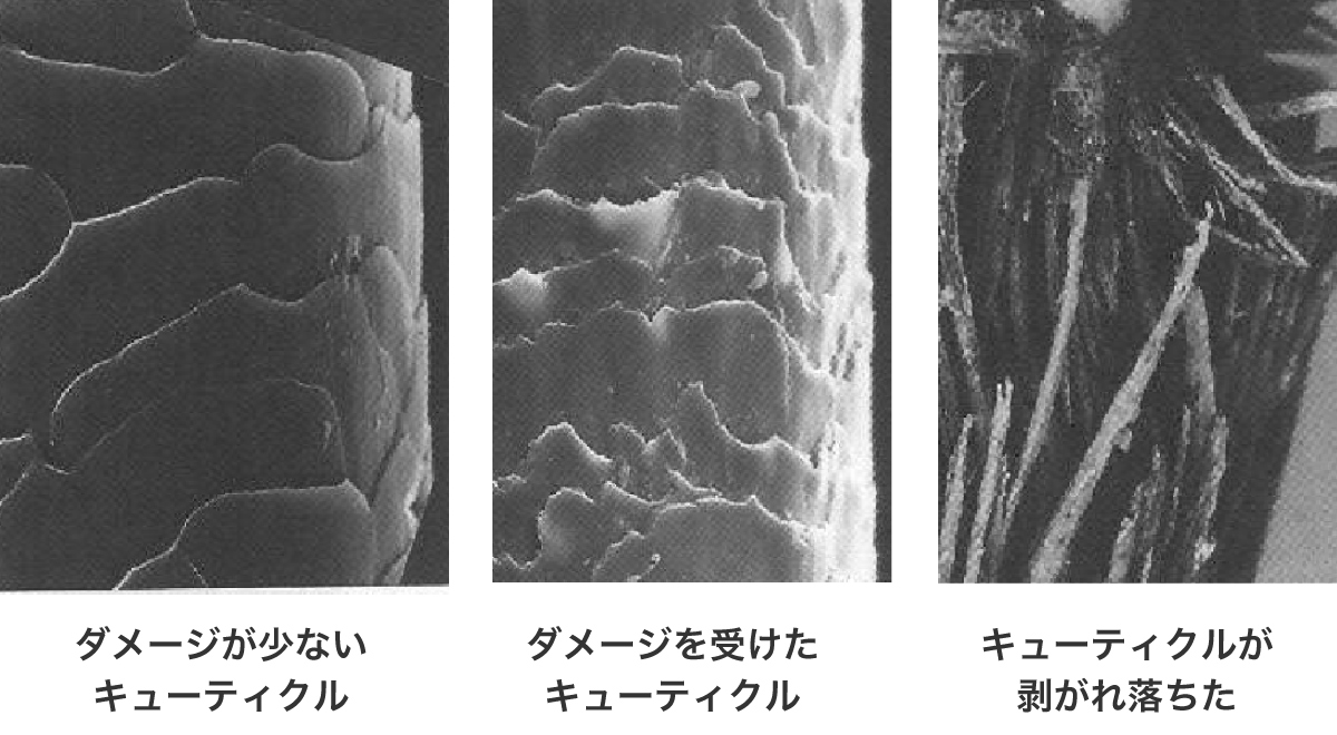 ダメージヘアの顕微鏡写真　引用：新ヘア・サイエンス第2版