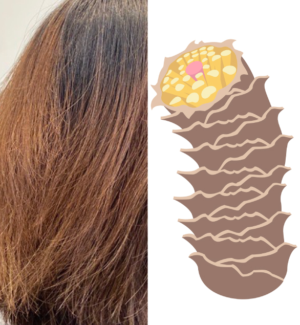 カラーによる毛髪ダメージ実例と詳細図