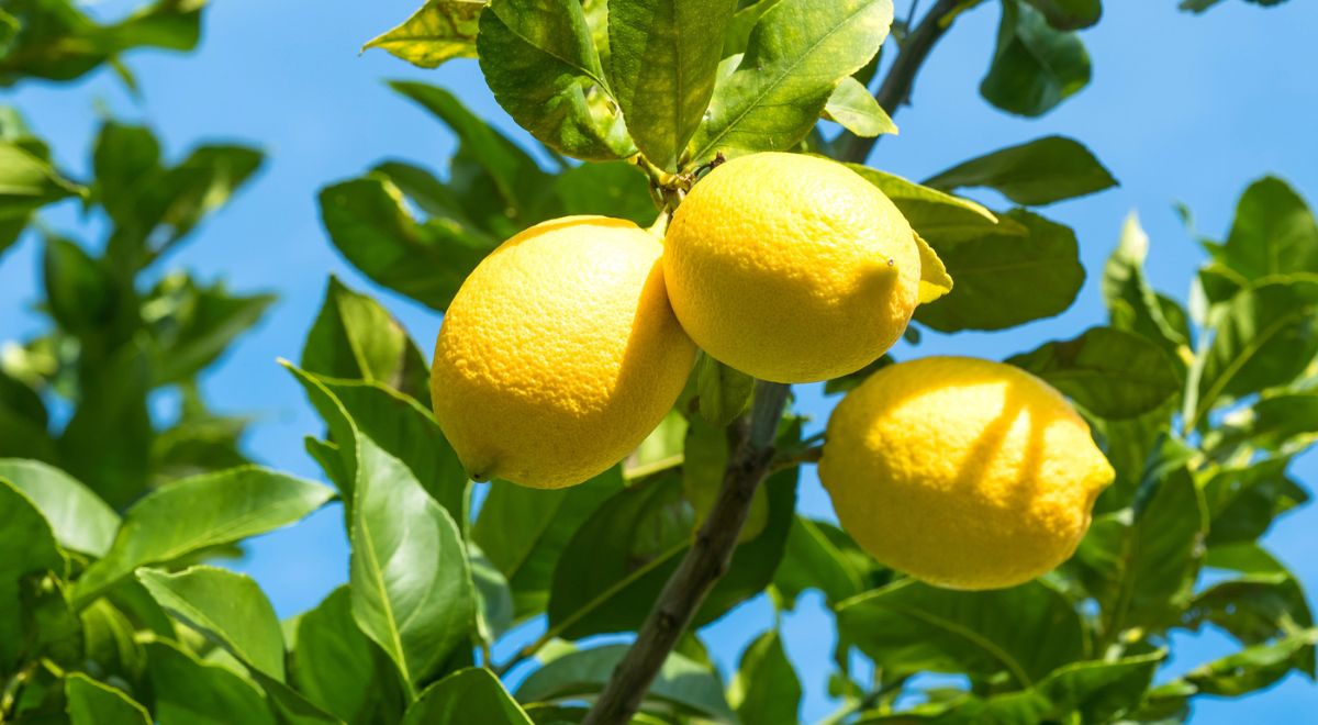 レモンの果実の写真