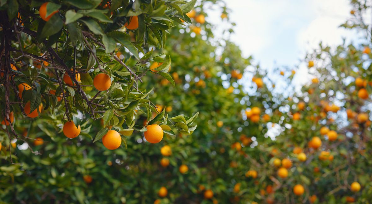 オレンジの木の写真