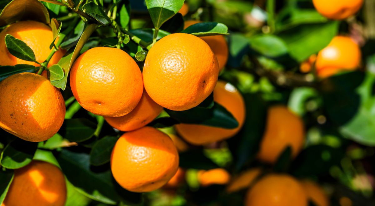 オレンジの果実の写真